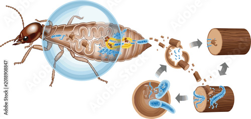 Quadro su tela Termite digestion infographic showing wood cellulose breakdown by gut microbes and internal anatomy isolated on white background