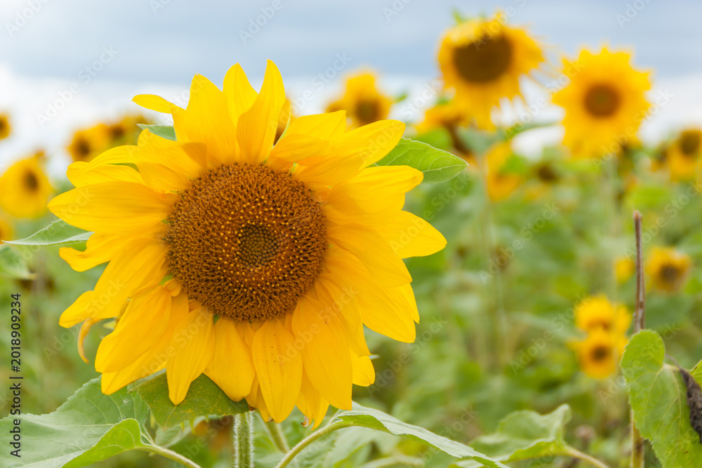 Fototapeta premium Close Up Sunflower in Bloom