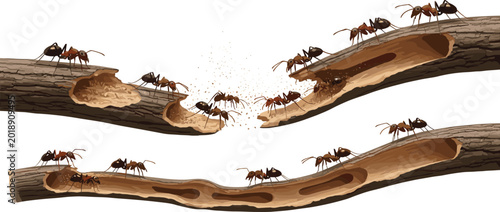 Foto Carpenter ants damaging wooden tree branch with tunnels and nest chambers showing wood destruction and infestation vector illustration