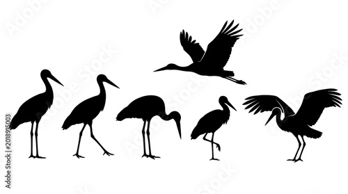 Foto stork silhouettes in side view, solid black shapes, each in different poses such as standing