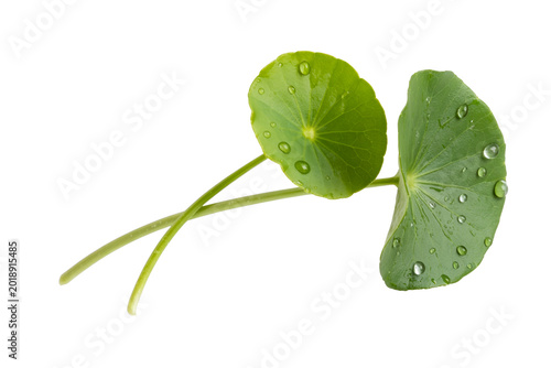 Centella Asiatica Herbal Leaves Fresh Botanical Plant Isolated on Transparent Background