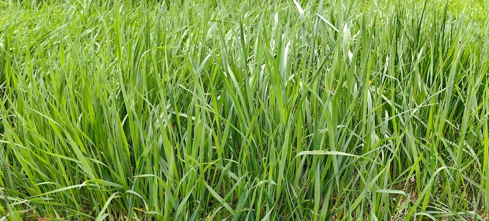 Fototapeta premium Green grass in the meadow, natural background.