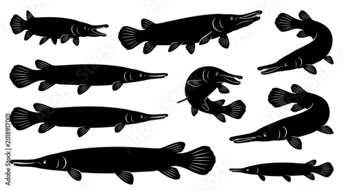 Back and white vector silhouette set of Alligator Gar.