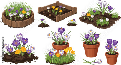Fotografija Colorful spring crocus flowers in garden pots and wooden flowerbeds set isolated on white background vector illustration