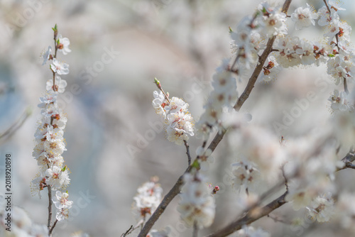 Foto Blossoms in focus