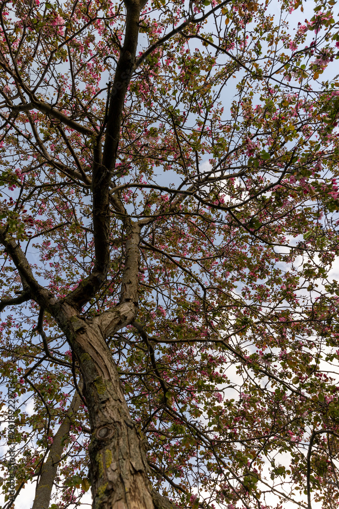 Fototapeta premium numerous beautiful cherry buds and flowers on the branches of a tree in an orchard in the warm spring season