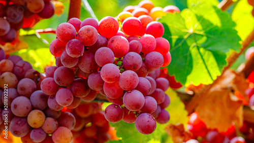 Cuadro en lienzo Ripe bunches of red grapes growing on vines in a sunny vineyard during harvest s