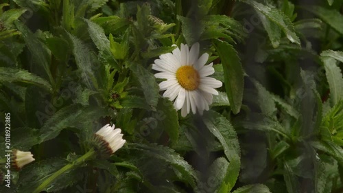 White daisy flower blooming behind wet fence