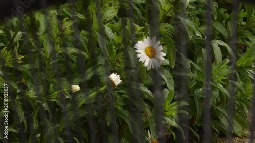 White daisy flower swaying gently behind fence
