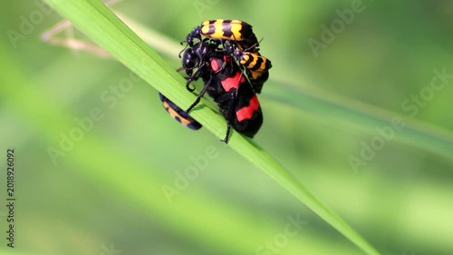 Macro shot of a bright black and red Poisonous Blister Beetle, Mylabris pustulata