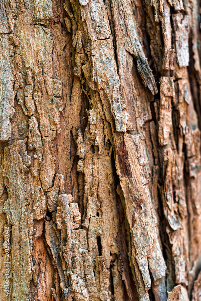 Fototapeta premium Natural wood bark pattern on old tree trunk surface
