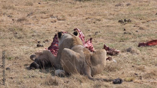Female lion eating a wildebeest, 