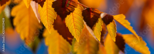 Vivid Autumn Leaves Close-Up Against a Bright Blue Sky