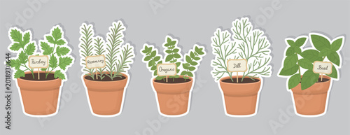 Sticker pack with five potted herb plants isolated on gray background. Illustrsion of parsley, rosemary, oregano, dill and basil, each labeled with small sign.