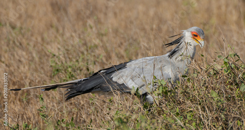 Canvas Print secretary bird hunting in Africa