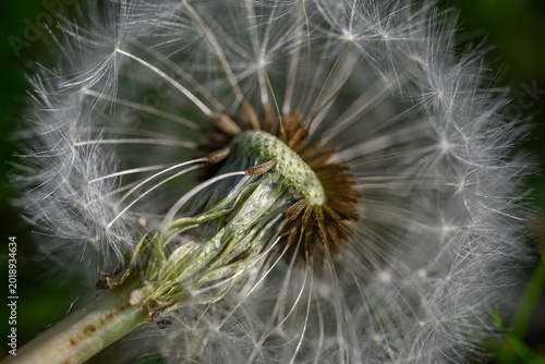 Fotografija Close-up of a dandelion seed head center with remaining fluffy pappus after seeds have blown away