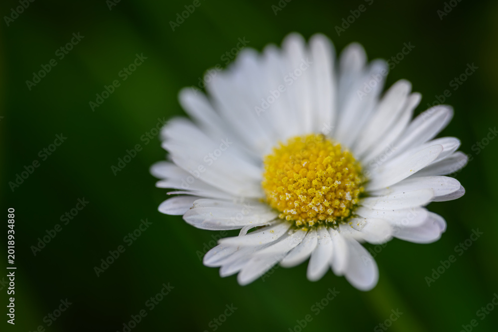 Fototapeta premium Macro detail of a daisy flower center.