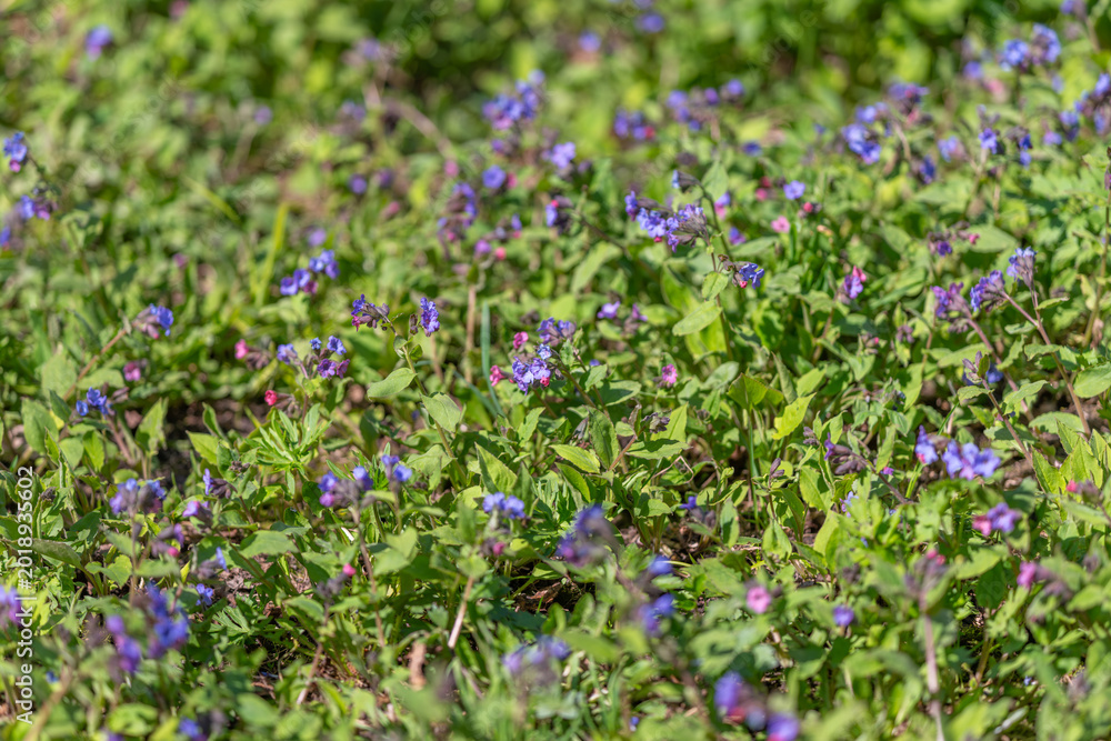 Fototapeta premium Closeup study of tiny flowers shallow depth, sharp foreground, soft background, green stems, botanical researcher reference for floristic cataloging and texture design