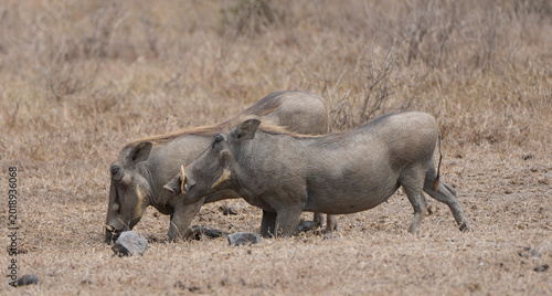 Foto Warthogs grazing in Africa