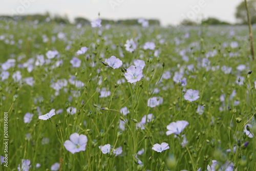 a flax field with beautiful little blue flowers, moving gracefully in the wind at a sunny day in springtime