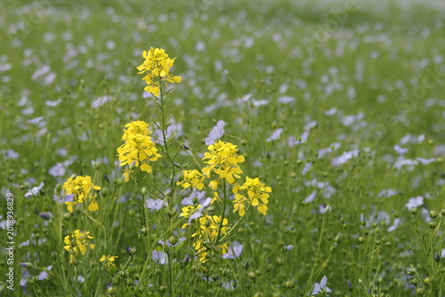 a beautiful yellow rapeseed flowers closeup in a flax field with blue flowers in the countryside in springtime