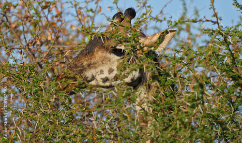 Photography A giraffe hiding in the acacia