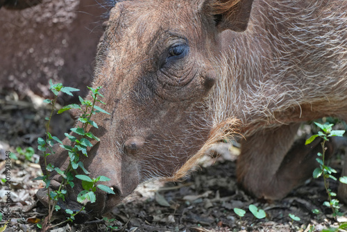 Quadro su tela Pumbaa in Africa