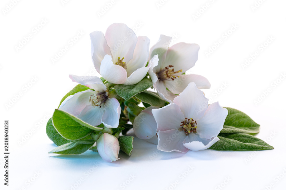 Fototapeta premium Delicate quince blooms arranged on bright white background
