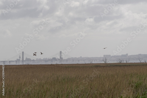 Birds flying over Tagus River wetland and Vasco da Gama Bridge