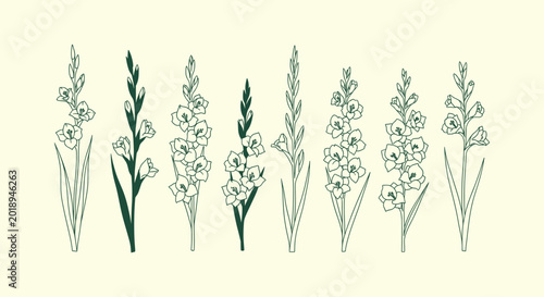 Εκτύπωση καμβά Hand drawn gladiolus flower line art collection on cream background, botanical f
