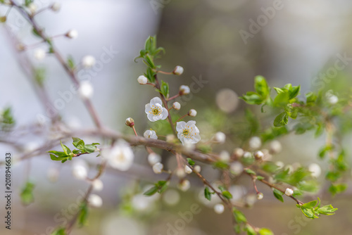 Valokuva Delicate blossoms with fresh foliage