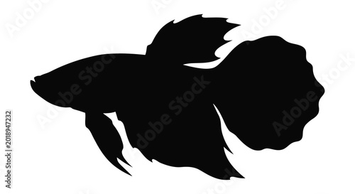 Fotografie Betta fish silhouette against a white background