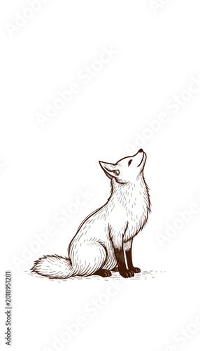 Dreamer fox sitting and looking up against a plain background for International Day for Biological Diversity