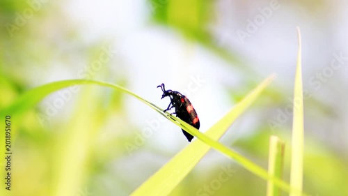 Macro shot of a bright black and red Poisonous Blister Beetle, Mylabris pustulata
