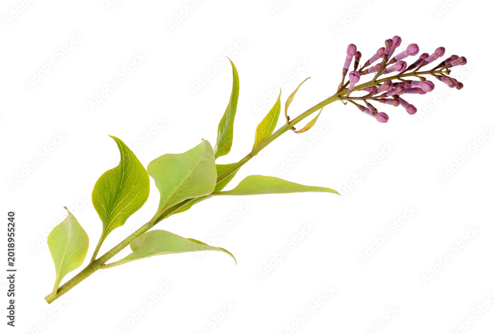 Fototapeta premium Branch of fresh lilac with green leaves isolated on white