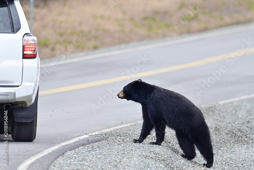 Vászonkép A Black Bear (Ursus americanus) checks out a stopped car alongside an Alaska road