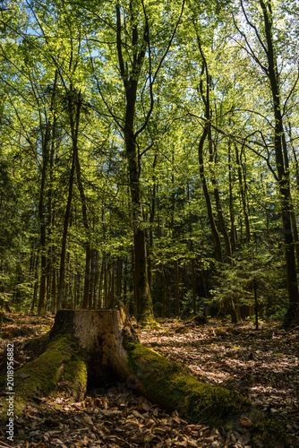 Moss Covered Tree Stump in Fresh Spring Deciduous Forest