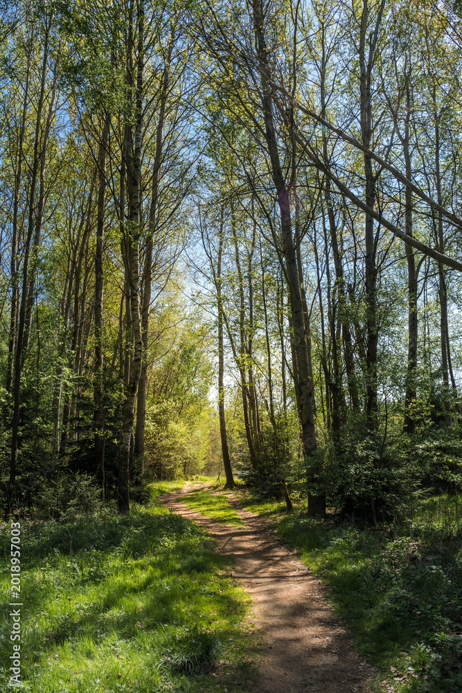 Obraz premium Forest Path Between Fresh Green Spring Trees