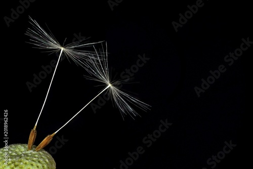 Two seeds from Dandelion (Taraxacum sect. Ruderalia) against a black background, Germany