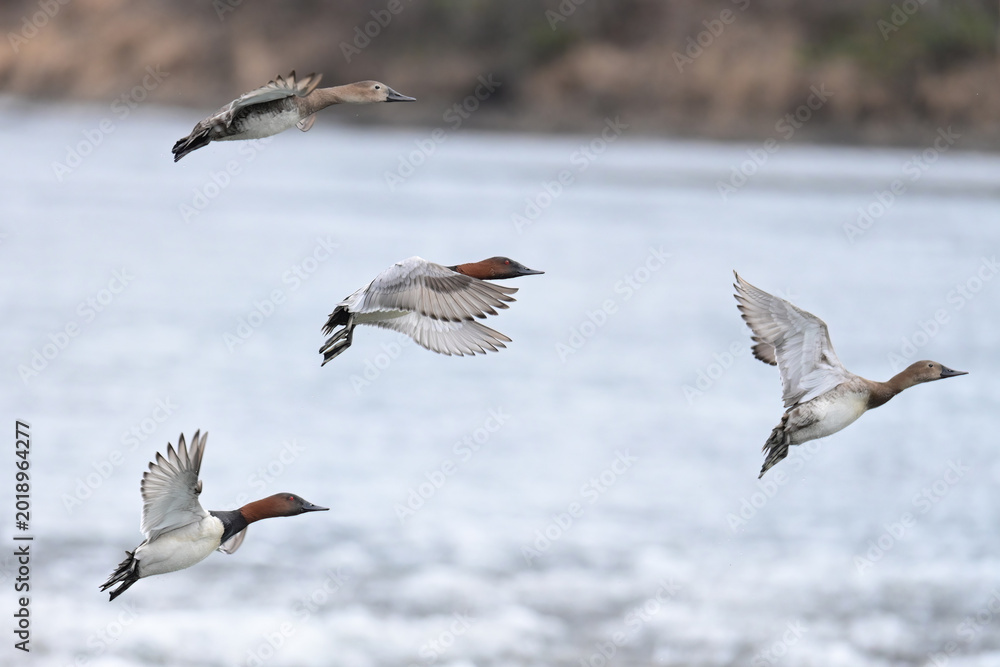 Obraz premium A flight of migratory Canvasback ducks (Aythya valisineria) pass over partially frozen Reflections Lake, Alaska.