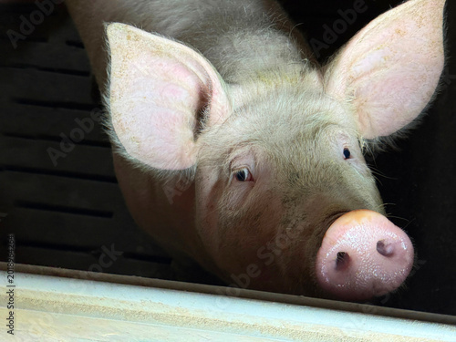 Принти на полотні Pig hog boar in the pigpen.