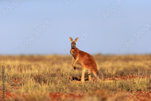 Red kangaroo (Macropus rufus), adult male, standing in grassland, Sturt National Park, New South Wales, Australia