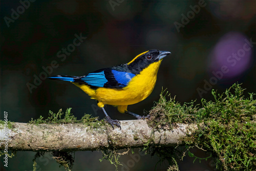 Canvastavla Blue-winged Mountain Tanager Perched on Mossy Branch in Colombian Forest