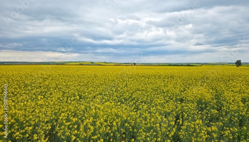 rural areas and landscapes. photos of canola fields and cloudy skies.
