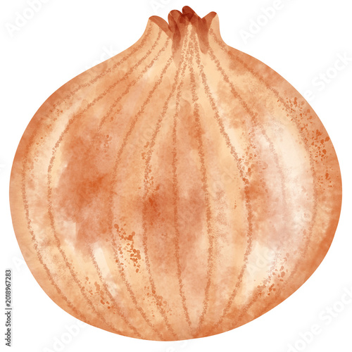 Hand drawn onion vegetable food cartoon watercolor illustration