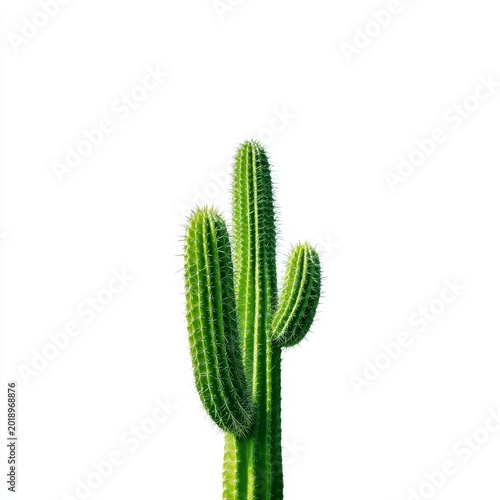 Tall Cactus With Multiple Arms in a Bright Setting Showcases Desert Plant Life