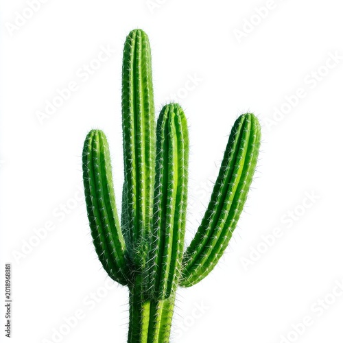Tall Cactus With Multiple Arms in a Bright Setting Showcases Desert Plant Life