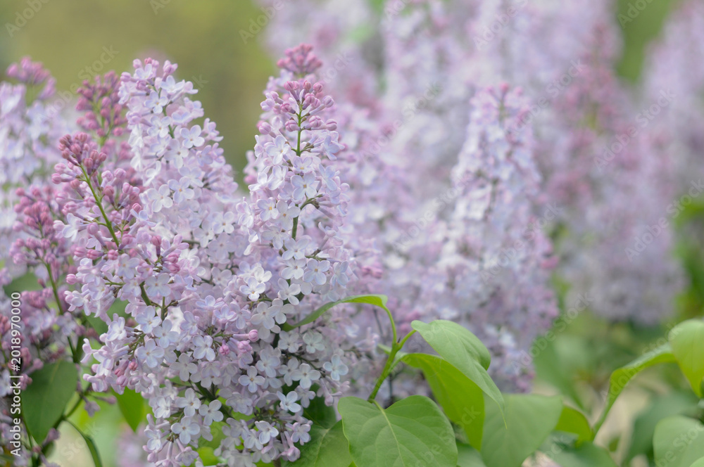 Fototapeta premium Blooming lilac in May close-up with blurred background.