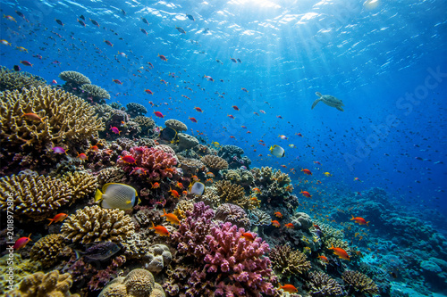 Canvas Print under water ocean / landscape underwater world, scene blue idyll nature Coral re