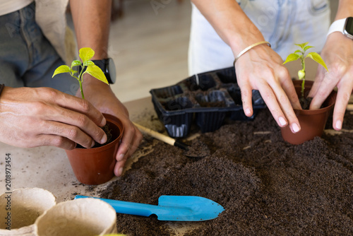 Couple planting seedlings at worktable, placing seedlings into brown plastic pots with blue trowel